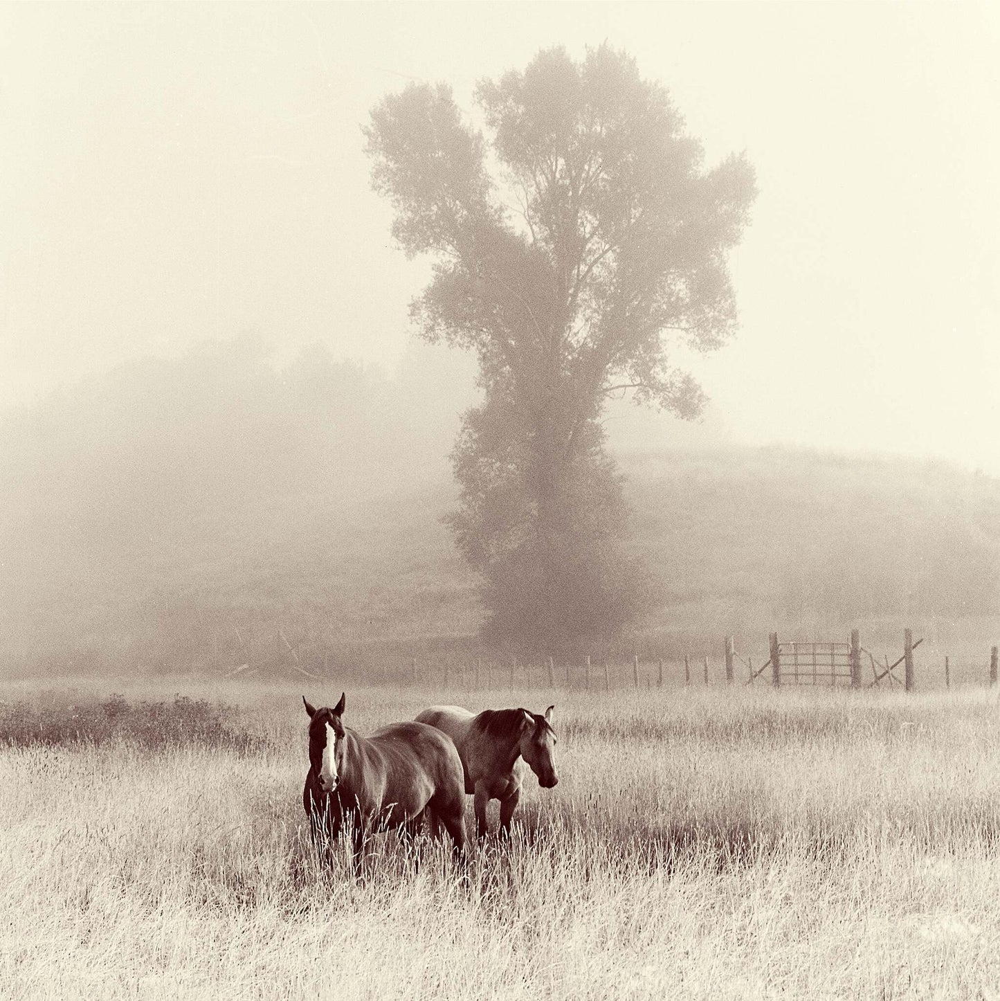 Morning Fog