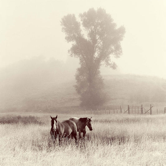 Morning Fog