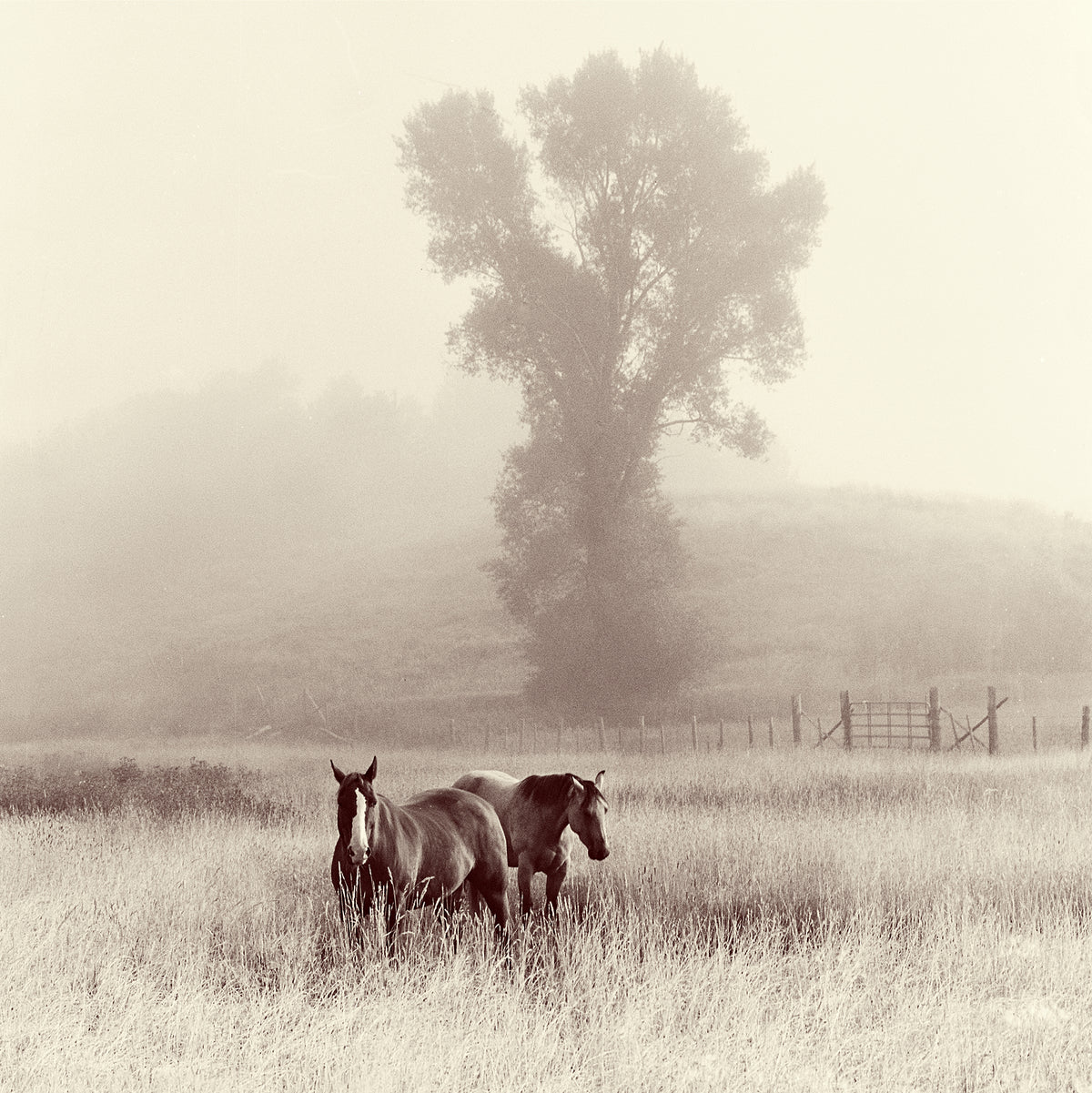 Morning Fog