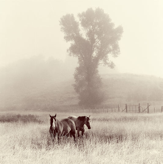Morning Fog