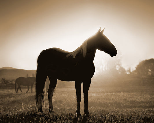 Morning Silhouette