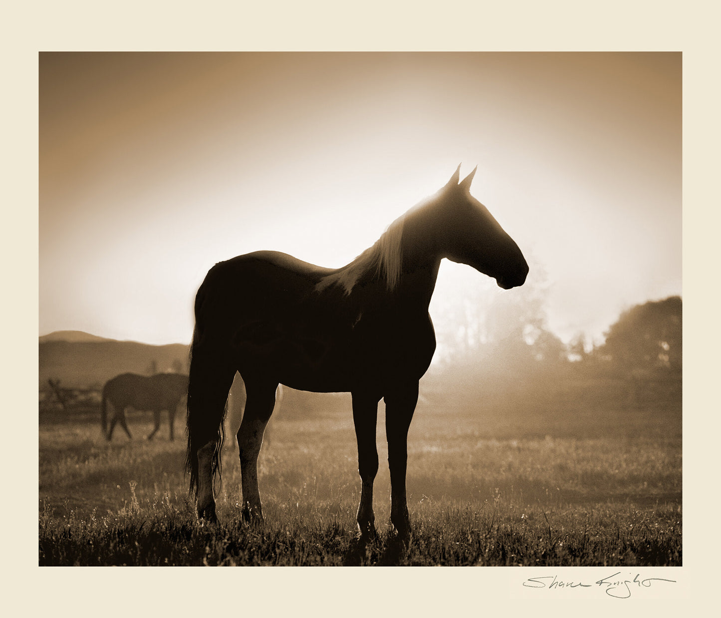 Morning Silhouette
