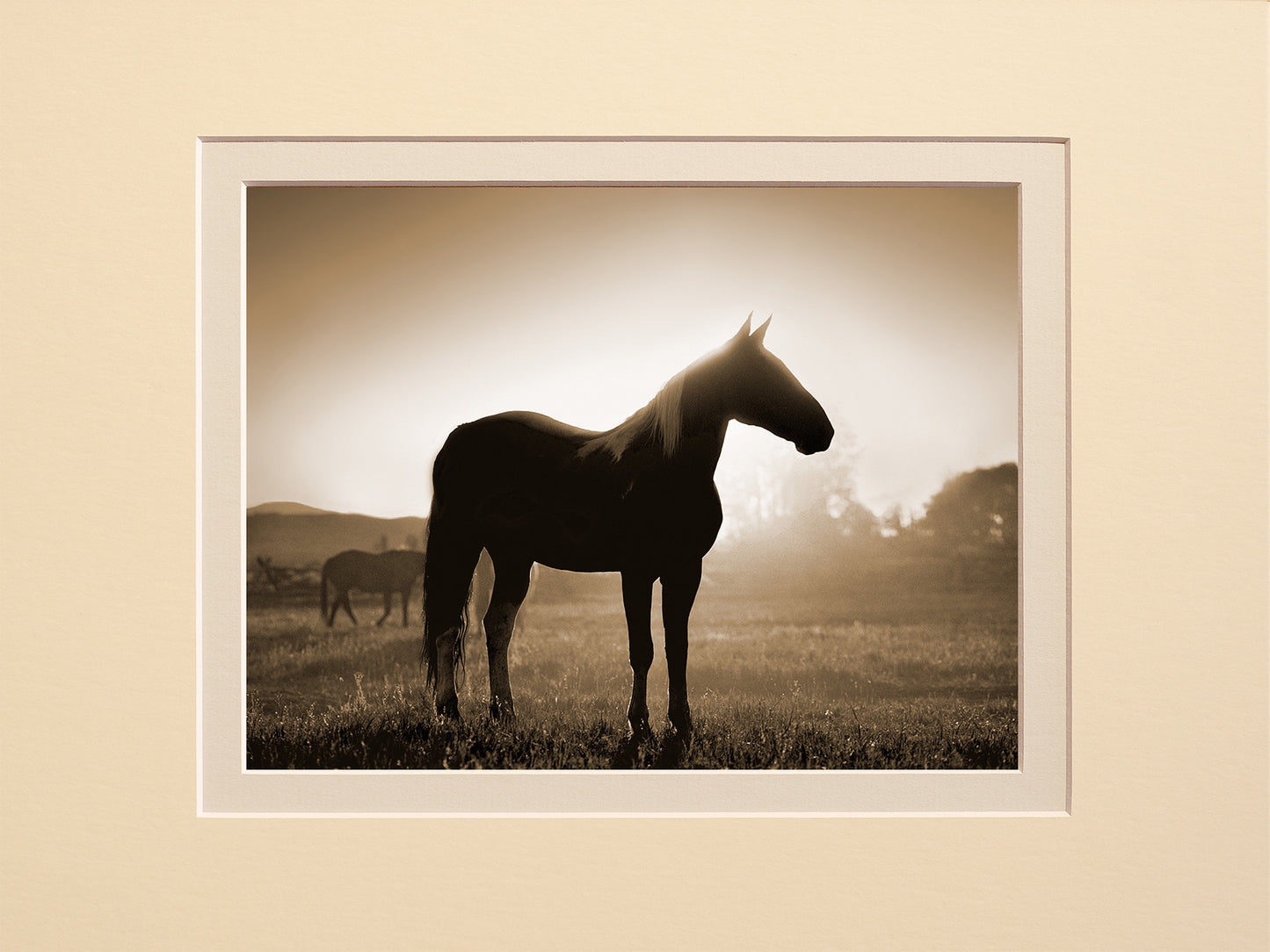 Morning Silhouette
