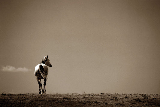 No Looking Back