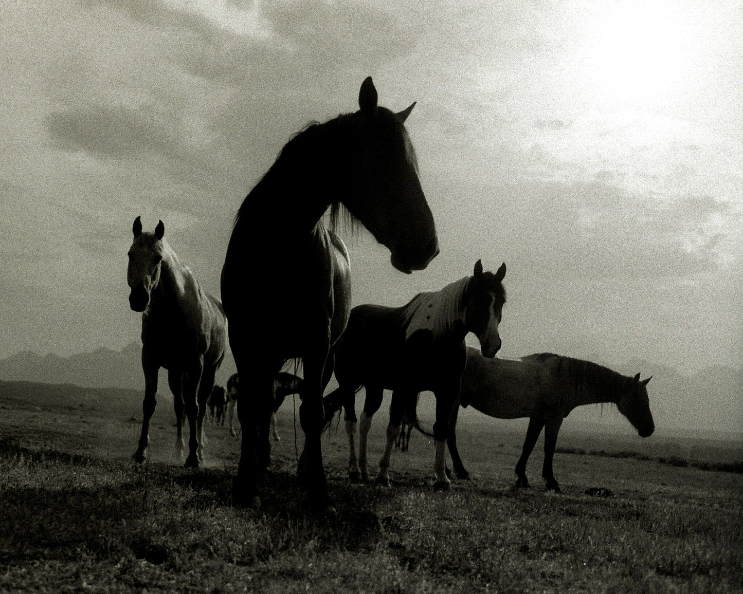 The Pack