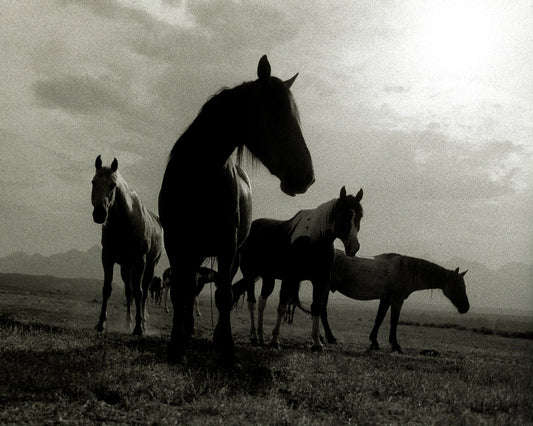 The Pack