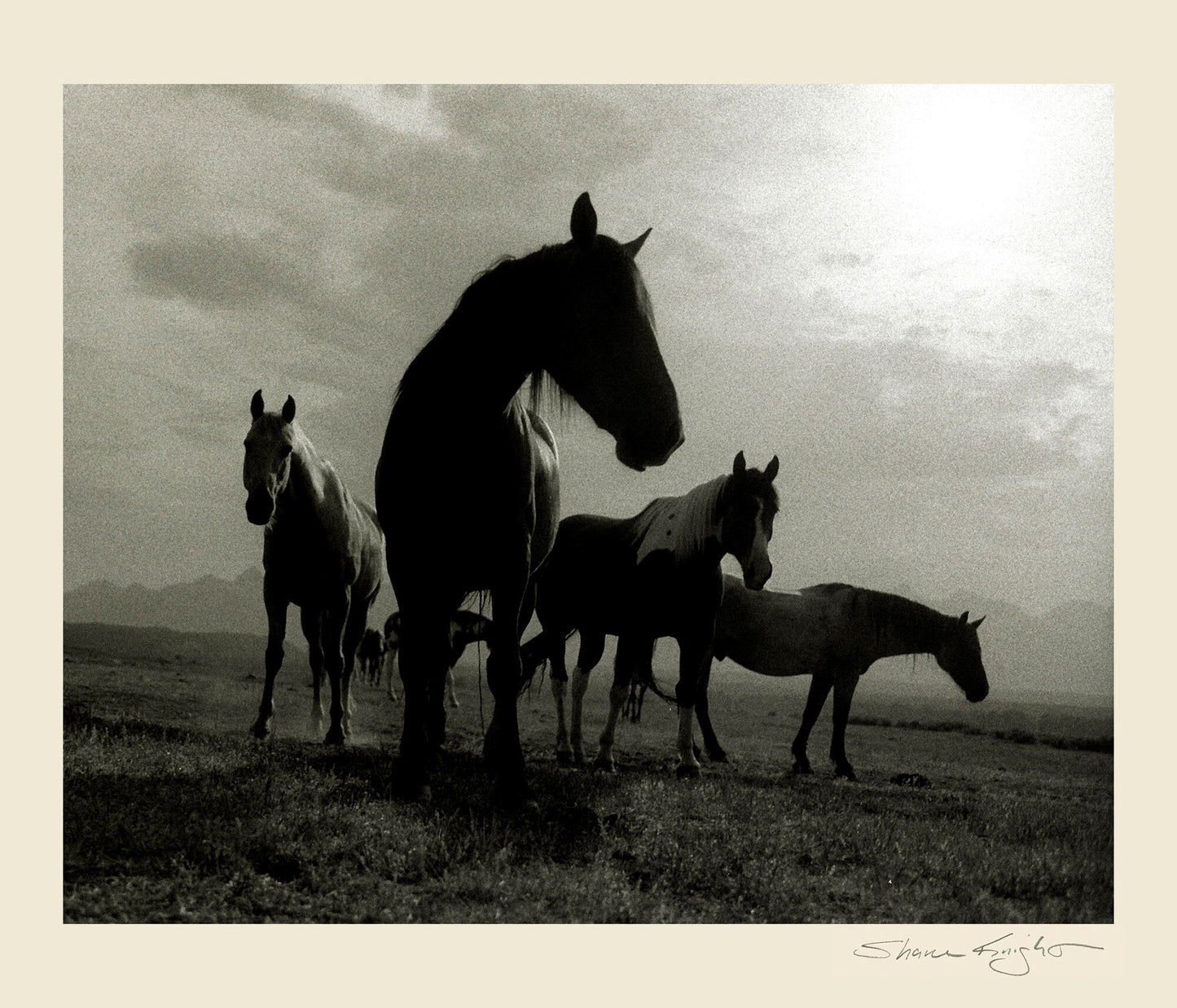 The Pack