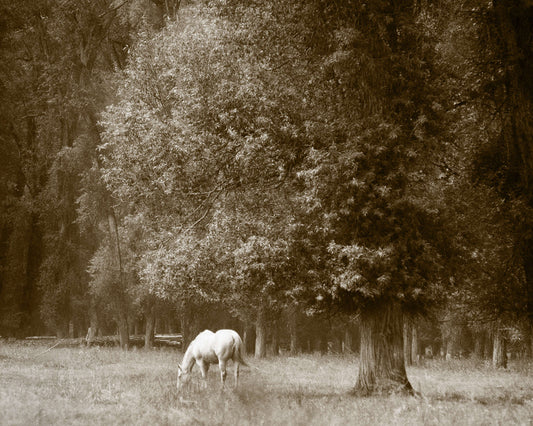 Peaceful Graze
