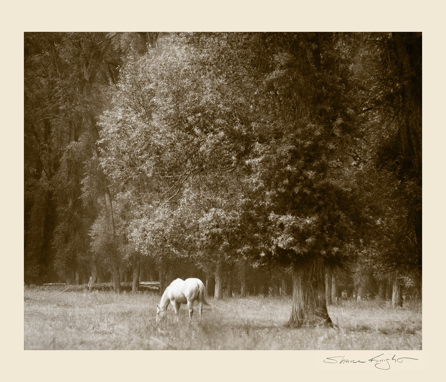 Peaceful Graze