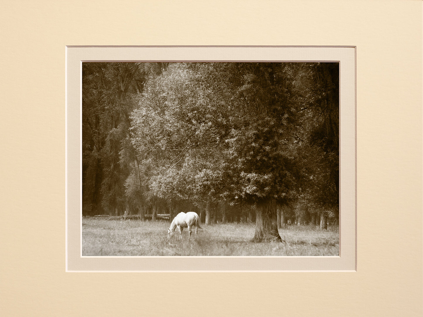 Peaceful Graze