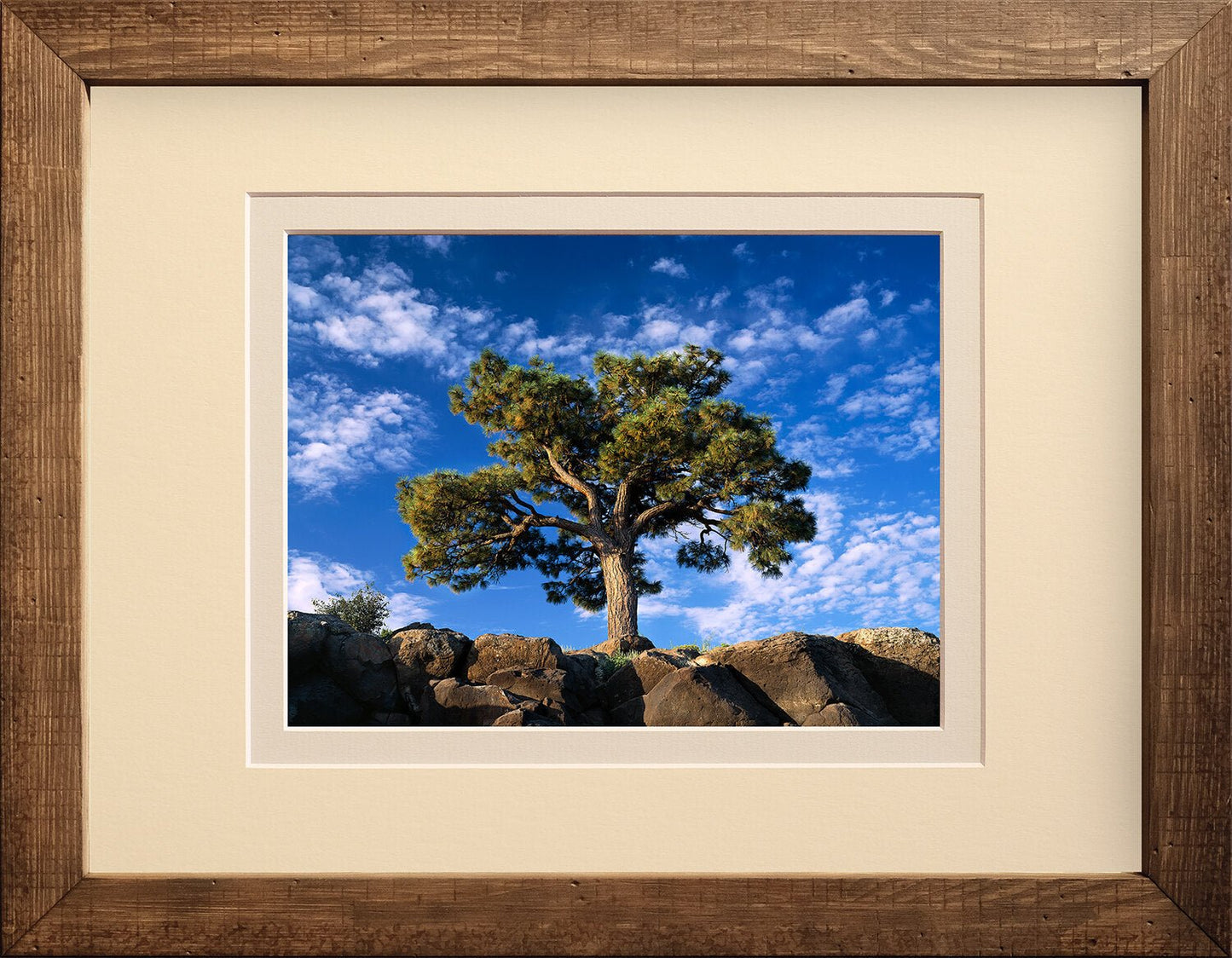 Ponderosa