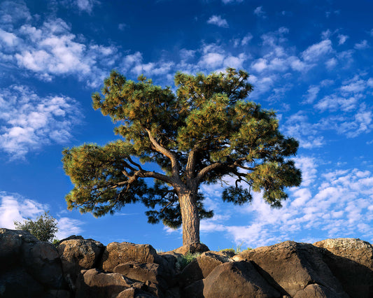 Ponderosa