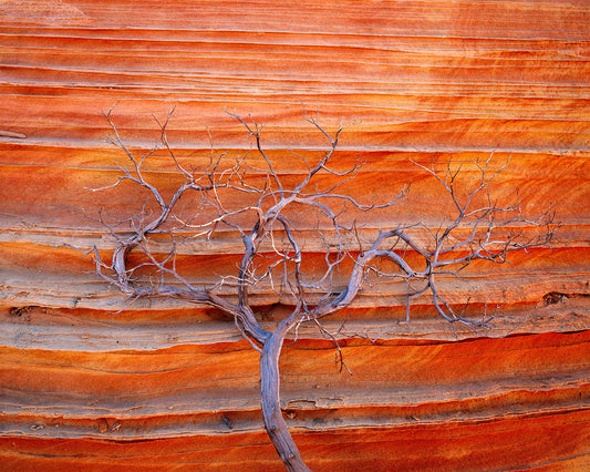 Red Earth