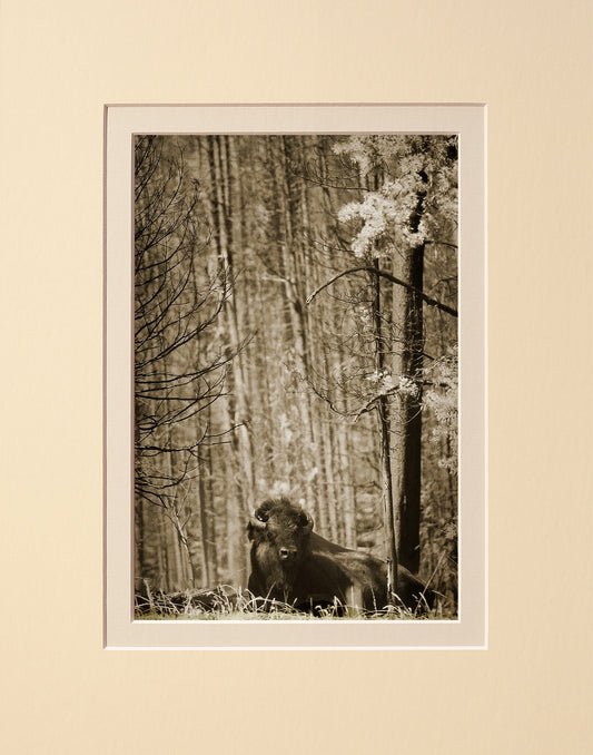 Relaxing Forest