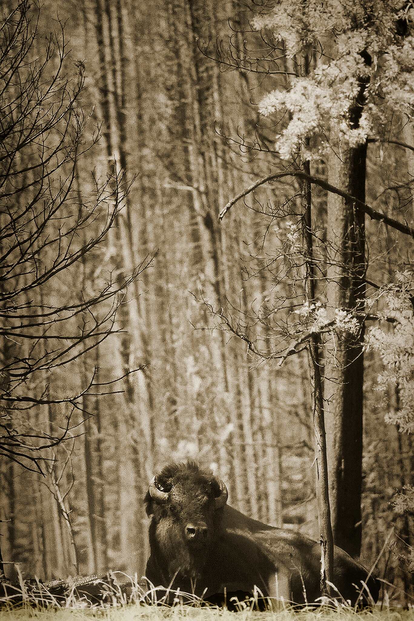 Relaxing Forest