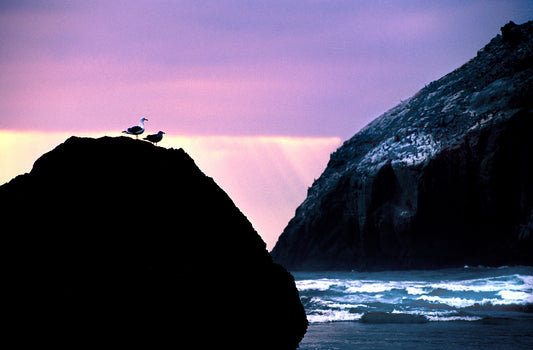 Seagulls Sunset