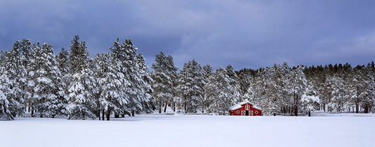 Snowed In