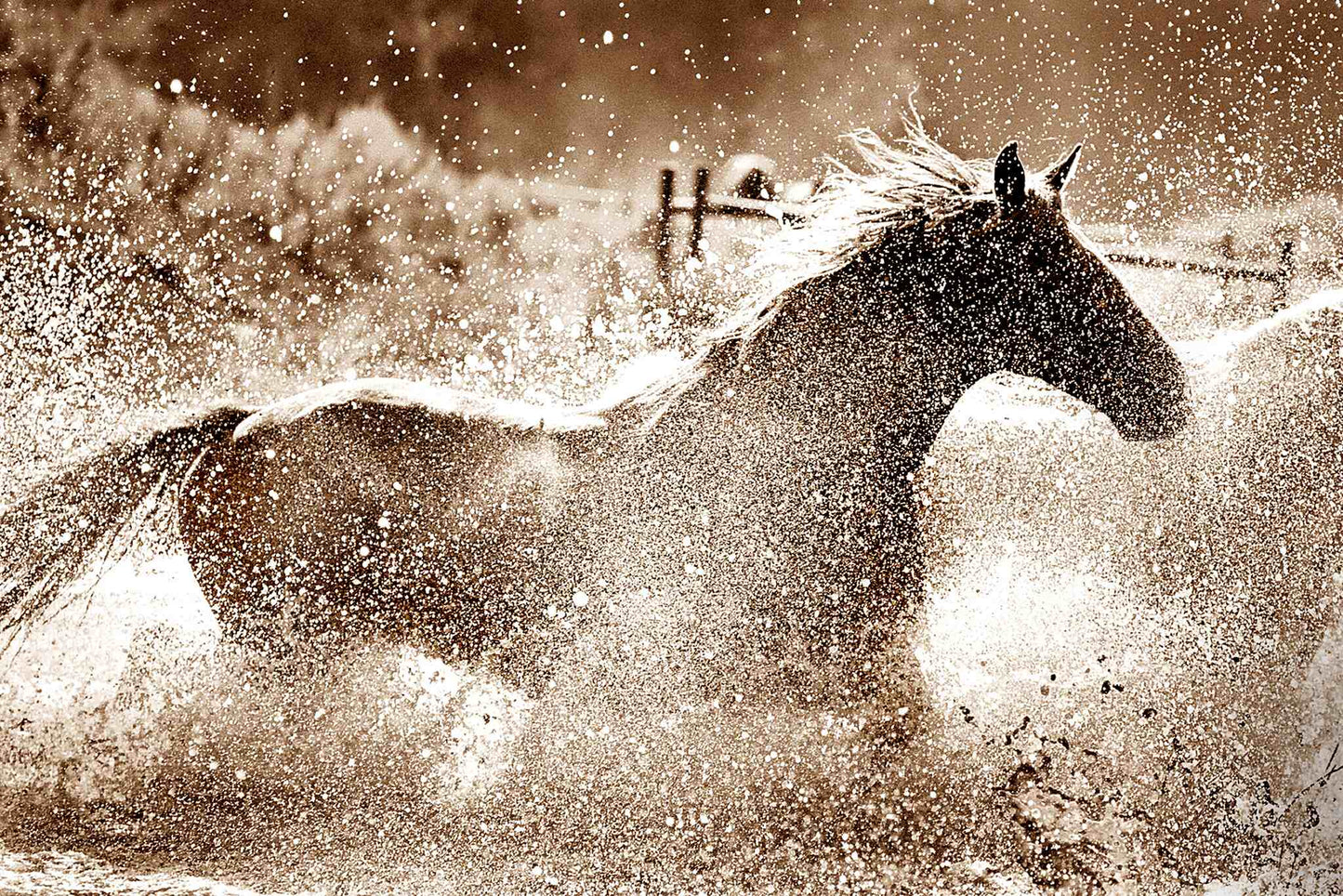 Splash