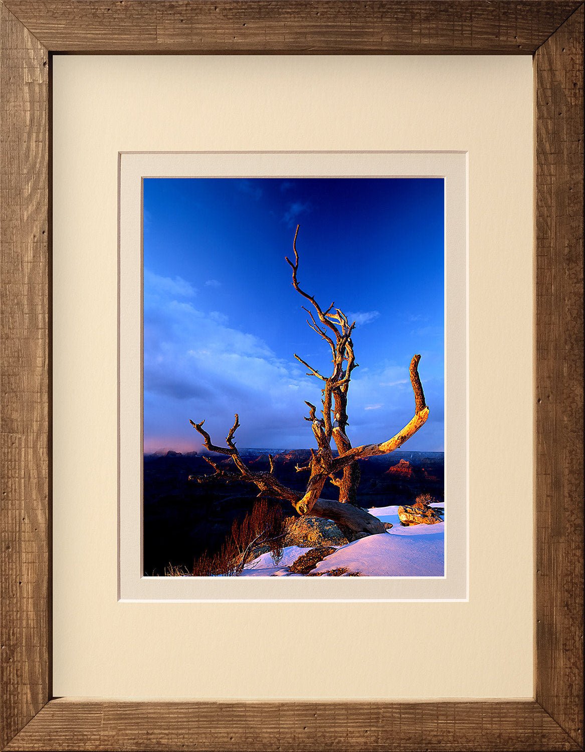 Sunset Tree