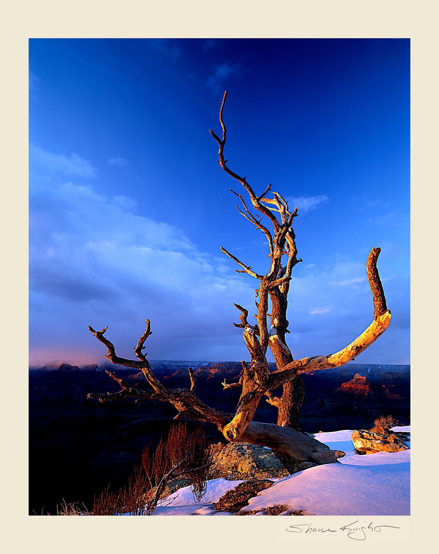 Sunset Tree