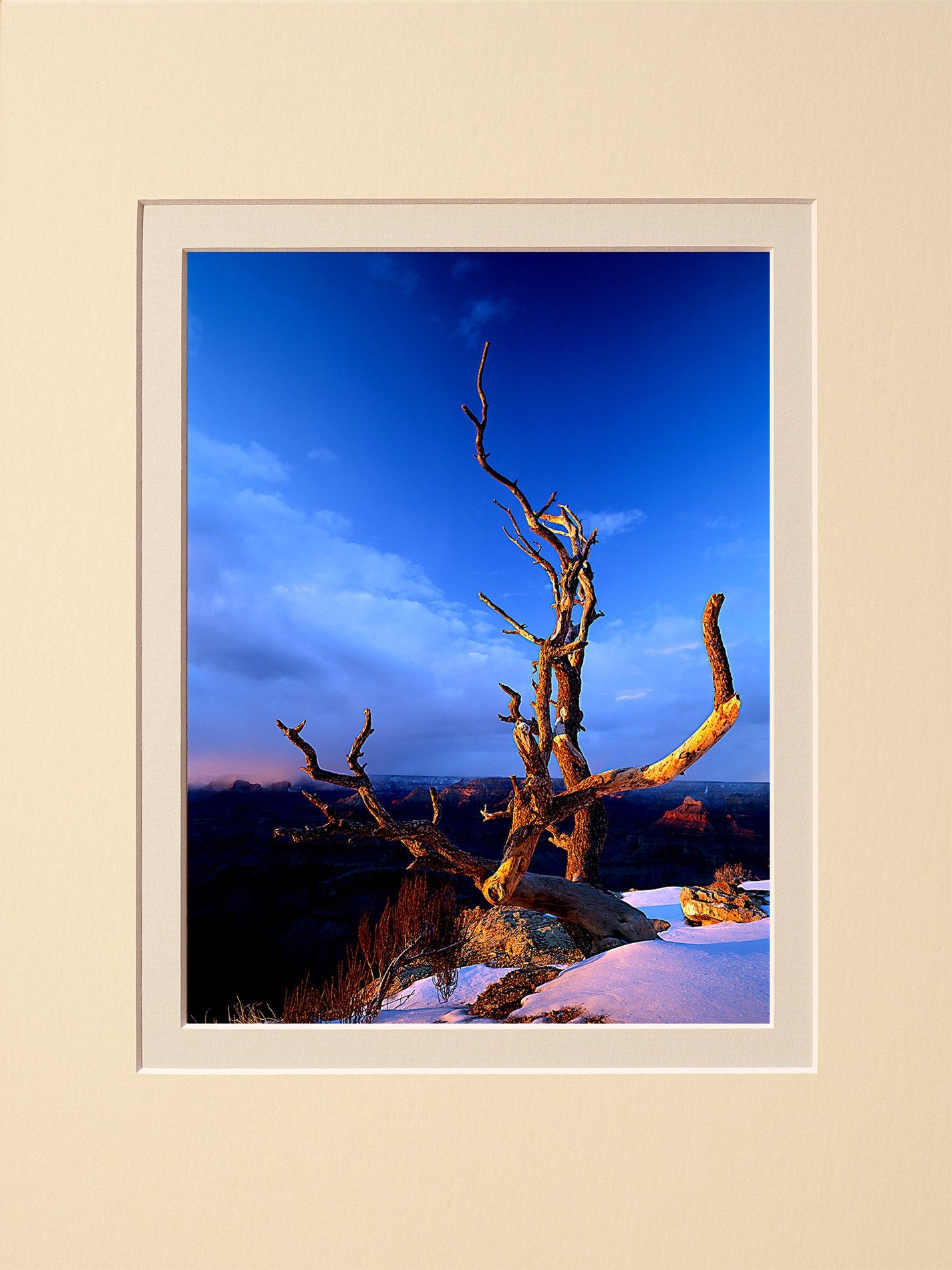 Sunset Tree