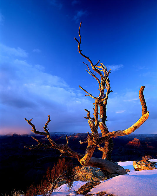 Sunset Tree