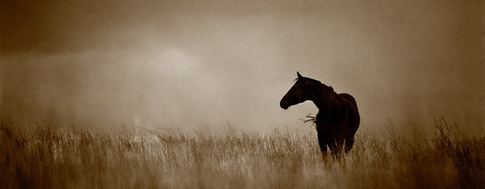Whisper of Wind