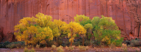 Within the Canyon