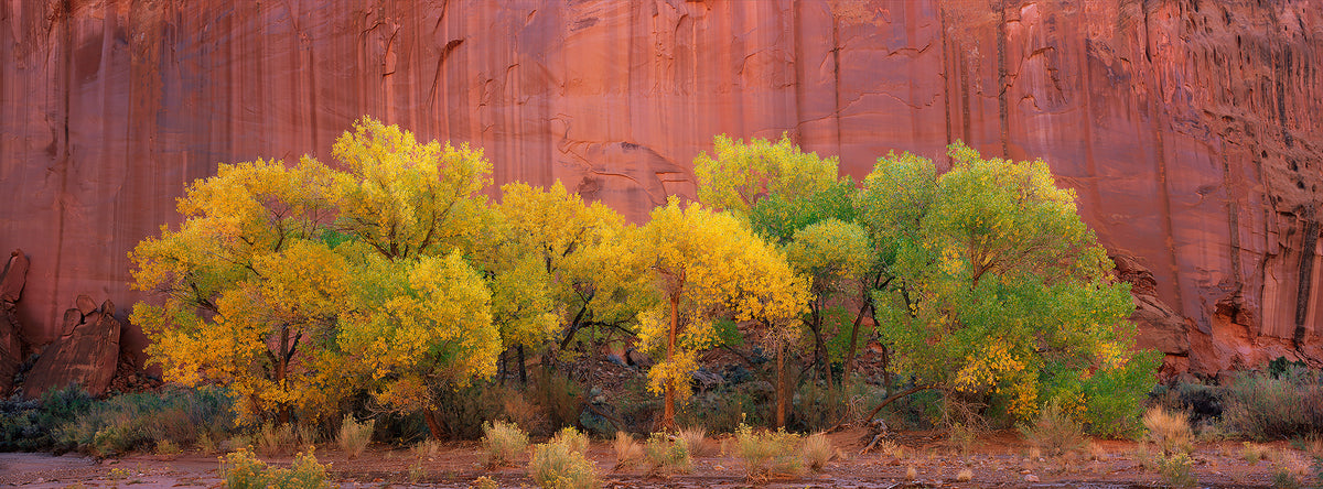 Within the Canyon